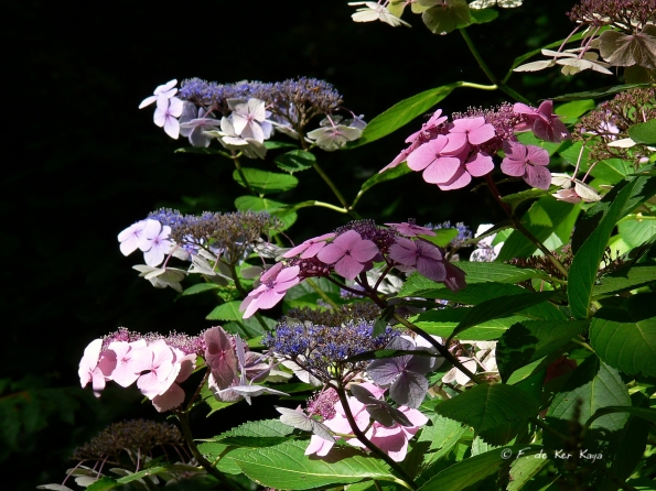 Bois des Moutiers  (65) Summer 2012